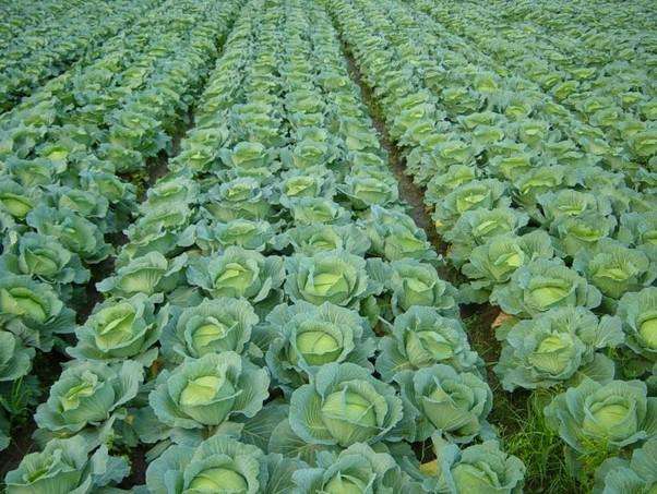 農(nóng)業(yè)品牌策劃怎樣做才完美呢？