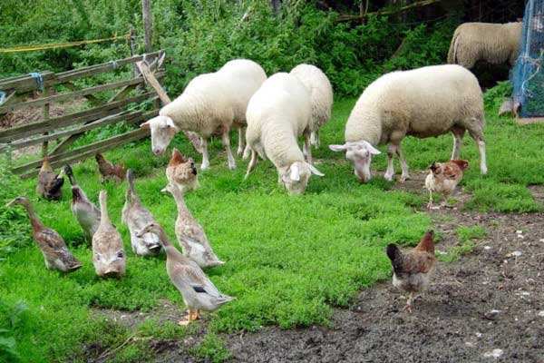 有機(jī)農(nóng)業(yè)品牌定位應(yīng)該突出新奇性么？