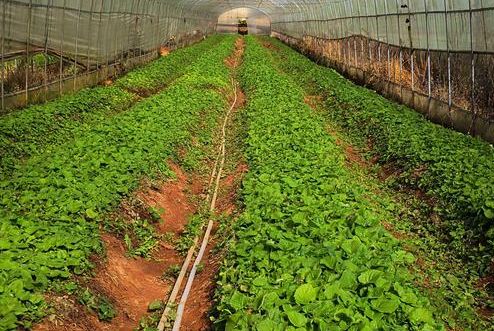 農產品品牌策劃公司如何培養團隊？