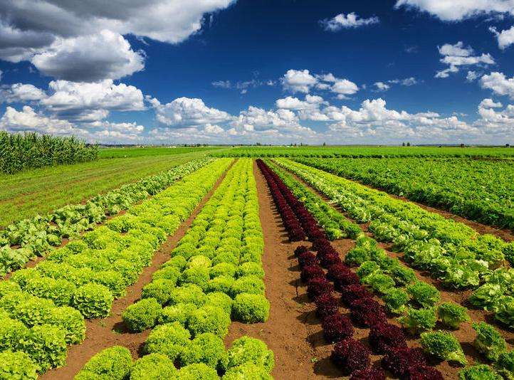 農產品品牌設計有多重要？