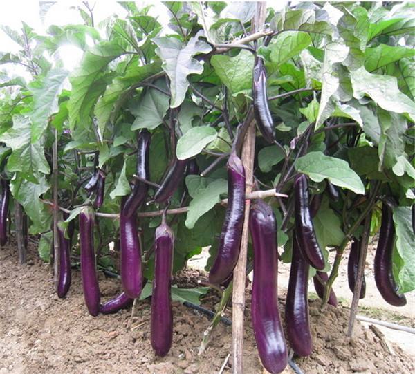 如何農產品品牌設計影響用戶？