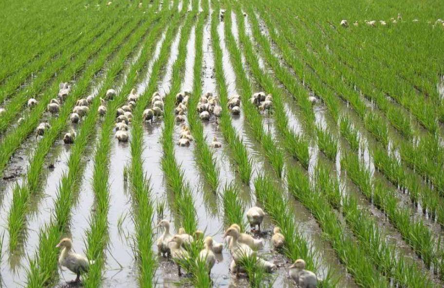 打造生態農業產業化“總抓手”-農業品牌化勢在必行