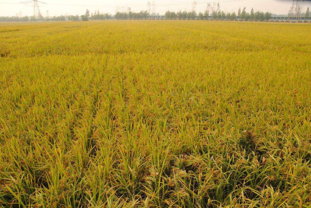 品牌定位，農(nóng)業(yè)品牌定位，大米品牌定位