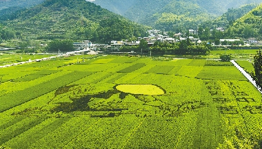 農(nóng)業(yè)品牌策劃 農(nóng)業(yè)品牌策劃