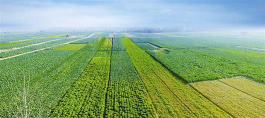 農業品牌策劃,品牌策劃公司 農業品牌策劃,品牌策劃公司