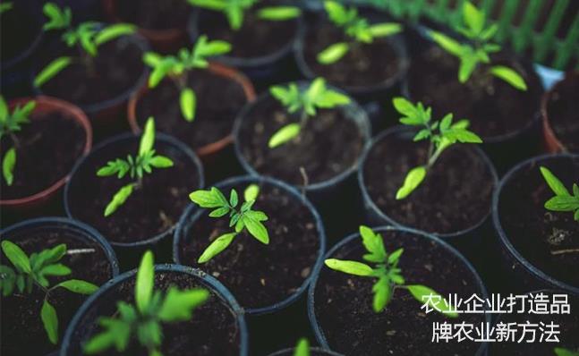 農業企業打造品牌農業新方法