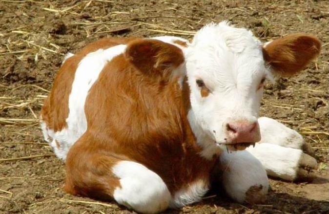 肉牛產業全案營銷策略