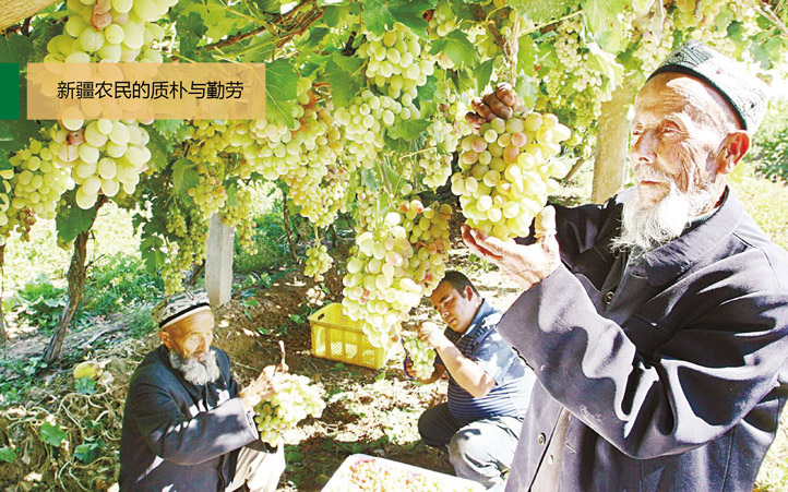 有機農產品策劃