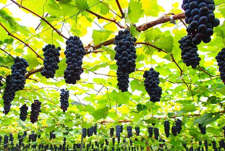 聚焦品牌轉(zhuǎn)型升級(jí)，推動(dòng)馬陸葡萄品牌力持續(xù)向上