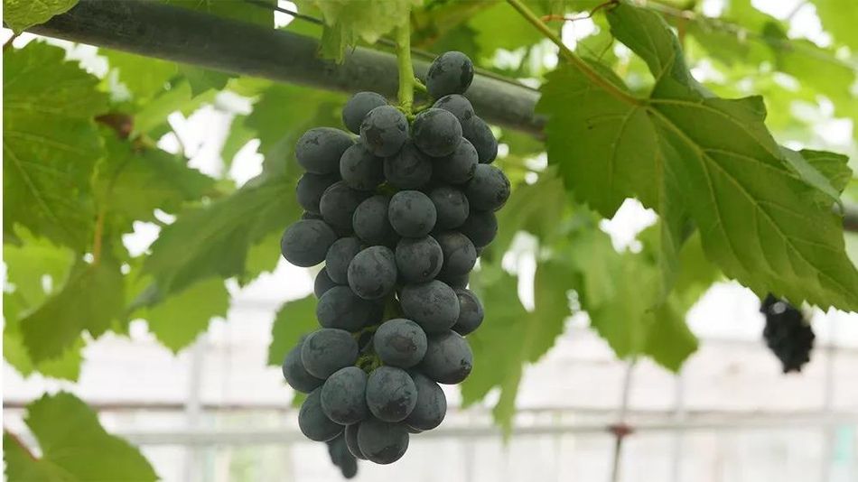 聚焦品牌轉(zhuǎn)型升級，推動(dòng)馬陸葡萄品牌力持續(xù)向上