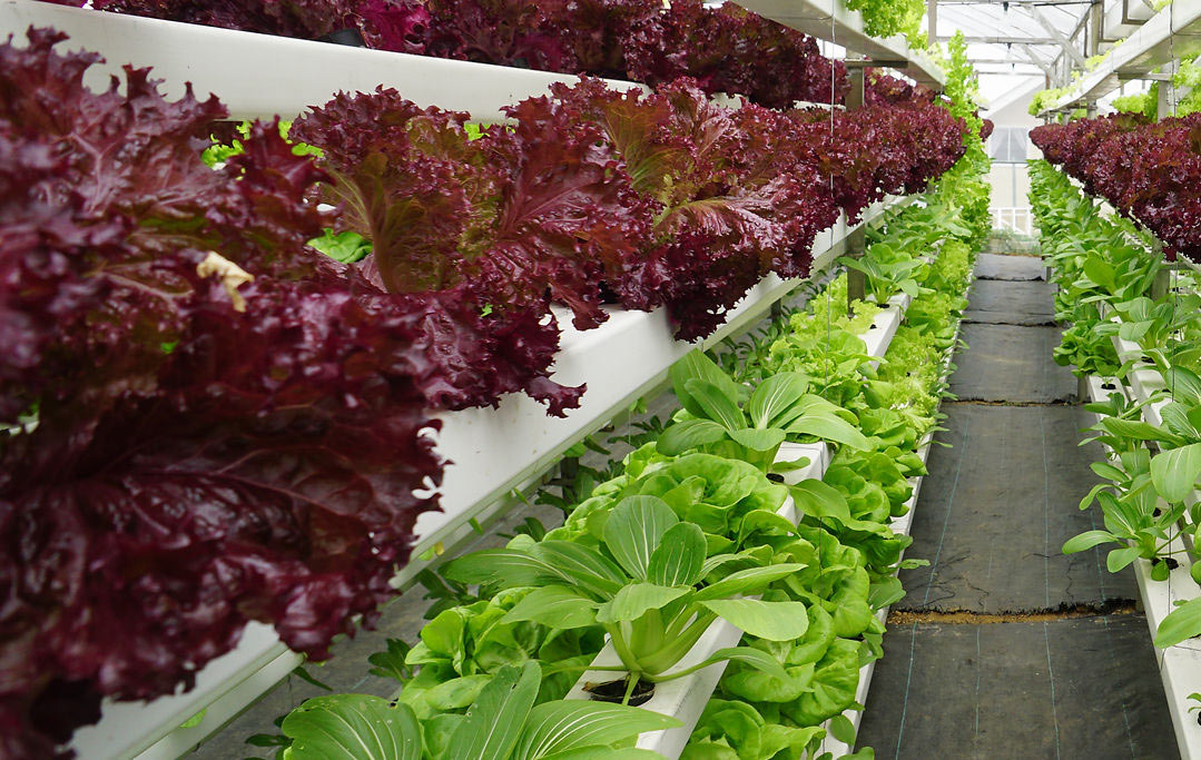 農業如何建設公共品牌 農業如何建設公共品牌