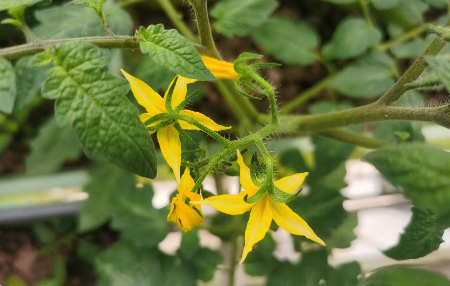 農產品公司如何策劃有競爭力的品牌定位