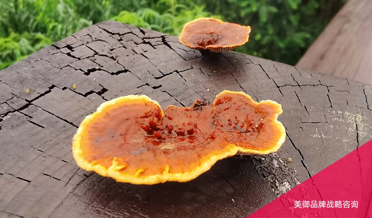 生物制藥企業OTC產品品牌全案策劃怎么做