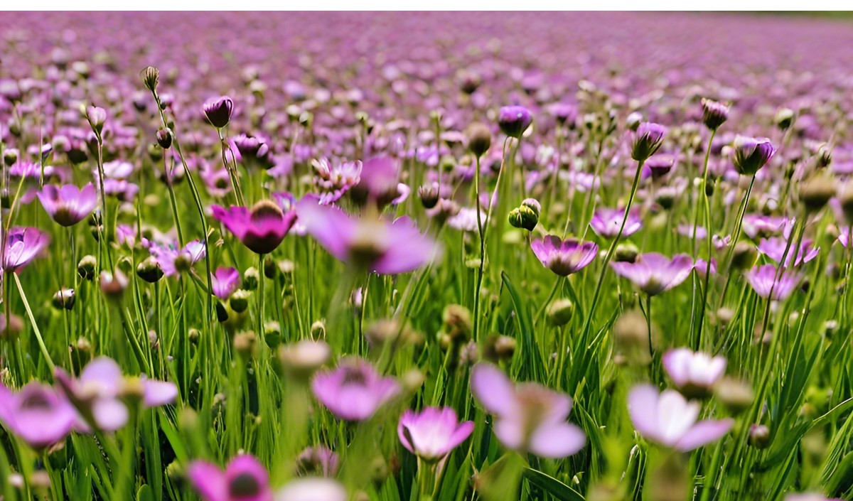 美御品牌全案策劃深度分析亞麻籽油行業的品牌策劃思路 美御品牌全案策劃深度分析亞麻籽油行業的品牌策劃思路