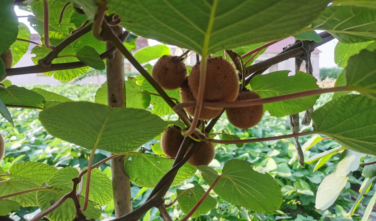 品牌農業破局之道：從“賣產品”到“賣價值”的戰略升級