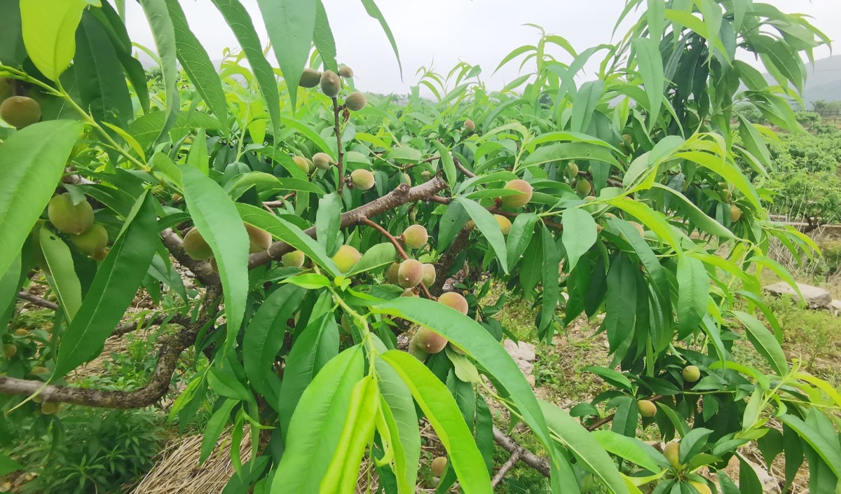 水蜜桃產業發展機會與品牌農業建設策劃指南