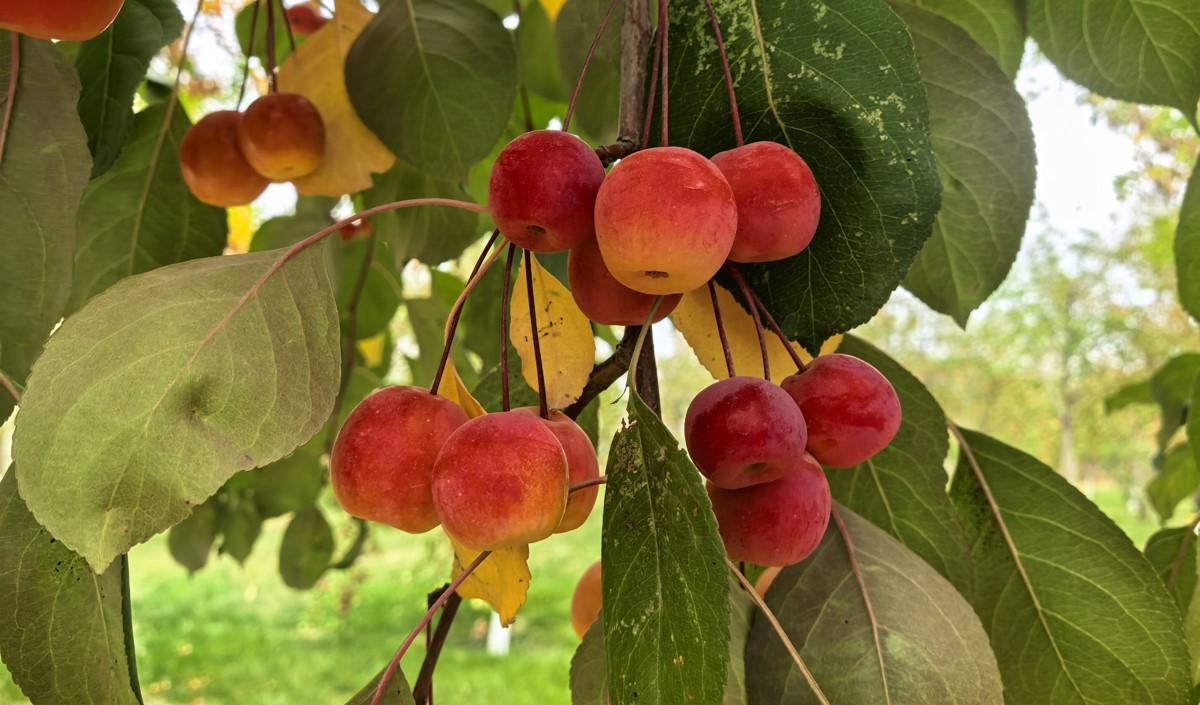 新疆水果企業(yè)全國(guó)知名品牌營(yíng)銷戰(zhàn)略方案