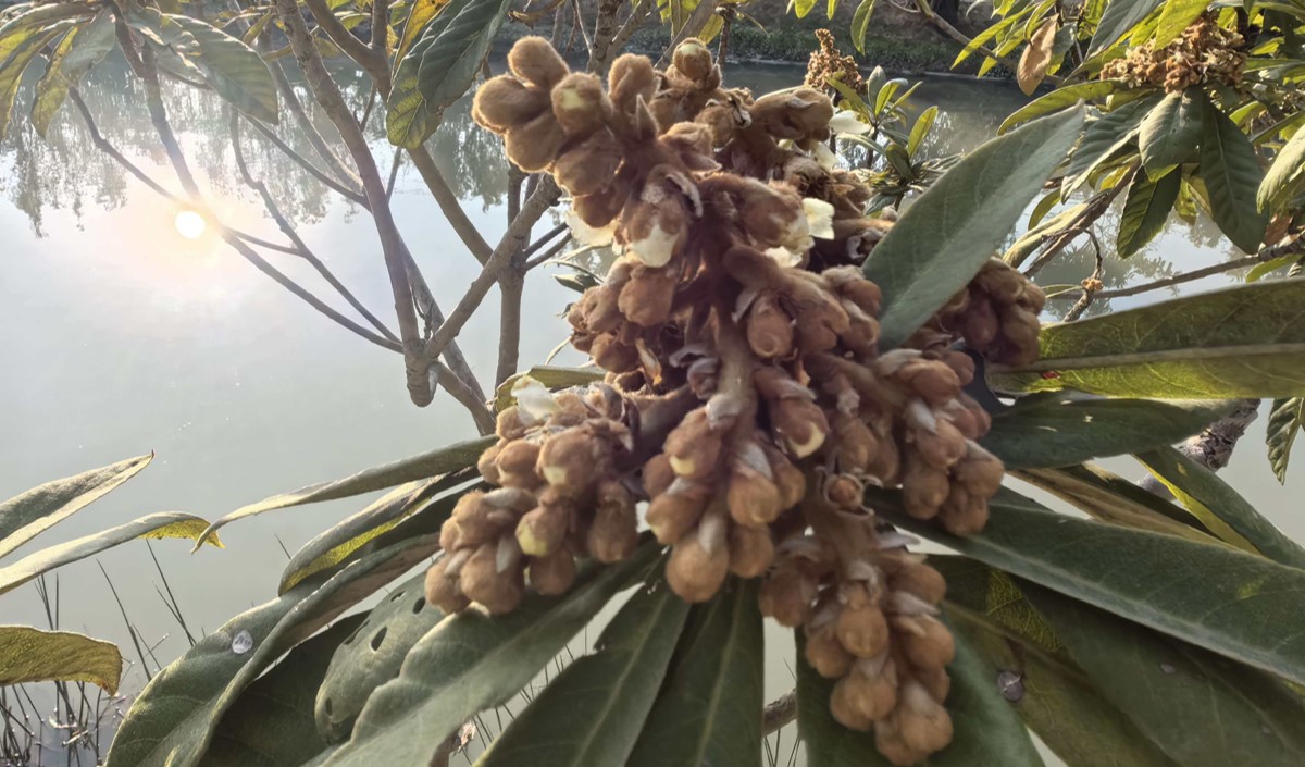 農業品牌策劃公司 農業品牌策劃公司