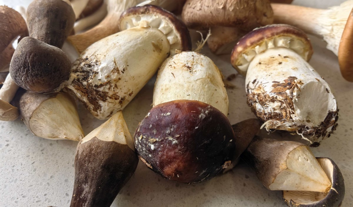 破局同質化 賦能新發展——菌菇類農產品品牌化路徑探析